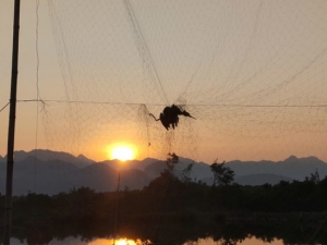 ENV: BÁO ĐỘNG TÌNH TRẠNG BUÔN BÁN CHIM HOANG DÃ TẠI VIỆT NAM